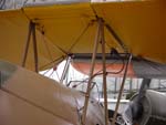 Tiger Moth